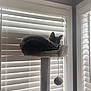 cat, cat_tree, window, blinds, indoor, feline, pet, resting, sleepy, cozy, fur, animal, home, light, shadow, toy_ball, relaxing, domestic, cute, quiet