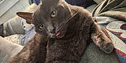 Pigeon is registered to the contest to win money with this photo: cat, gray_cat, tongue_out, close_up, indoor, plush_toy, blanket, cozy, cute, pet, feline, fur, relaxed, animal, domestic_animal, whiskers, soft, comfort, resting, face