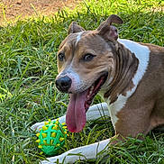 Maisy joined the competition — help win amazing prizes! dog, grass, toy, playful, outdoor, animal, pet, tongue_out, happy, brown_and_white, ears_up, closeup, nature, summer, green, smiling, canine, resting, sunlight, cheerful