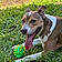 Maisy