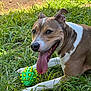 dog, grass, toy, playful, outdoor, animal, pet, tongue_out, happy, brown_and_white, ears_up, closeup, nature, summer, green, smiling, canine, resting, sunlight, cheerful