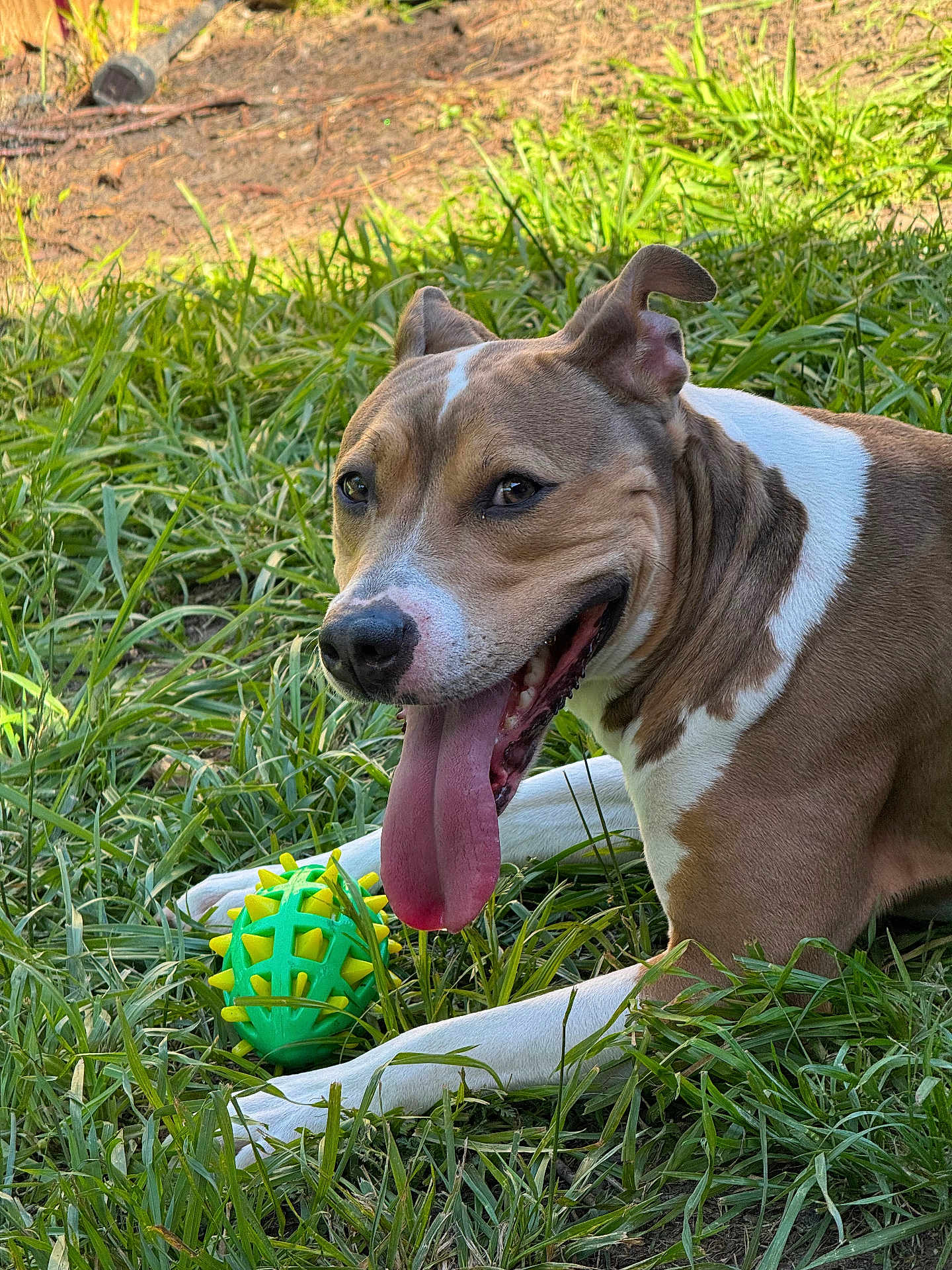 Maisy joined the competition — help win amazing prizes! dog, grass, toy, playful, outdoor, animal, pet, tongue_out, happy, brown_and_white, ears_up, closeup, nature, summer, green, smiling, canine, resting, sunlight, cheerful