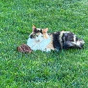 Pretty Kitty joined the competition — help win amazing prizes! cat, calico_cat, fluffy, long_hair, animal, pet, grass, lawn, outdoor, garden, lying_down, lounging, relaxed, alert, greenery, nature, fur, whiskers, ears, daylight