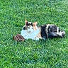 cat, calico_cat, fluffy, long_hair, animal, pet, grass, lawn, outdoor, garden, lying_down, lounging, relaxed, alert, greenery, nature, fur, whiskers, ears, daylight