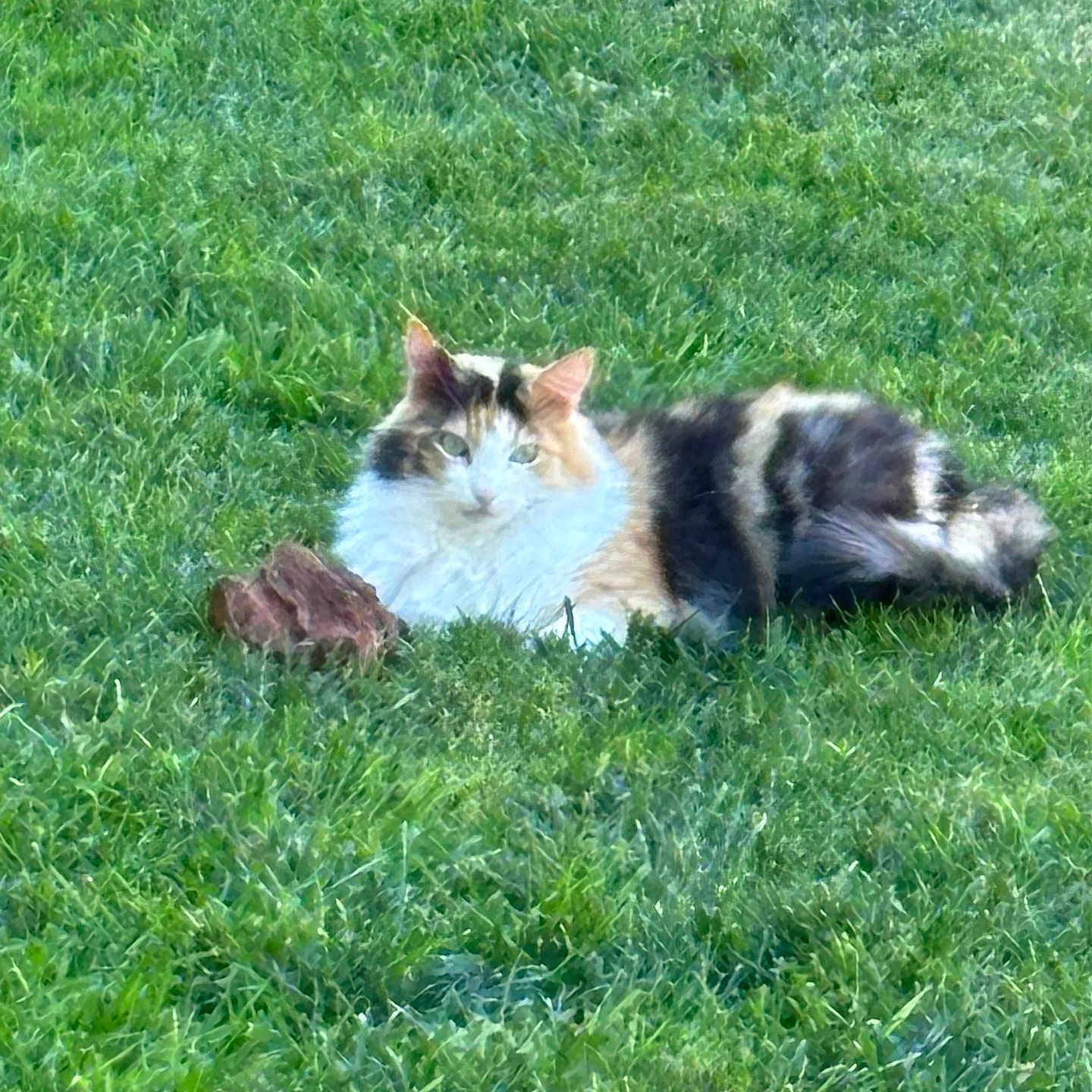 Pretty Kitty
