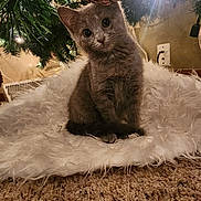 Mia joined the competition — help win amazing prizes! kitten, cat, gray_cat, christmas_tree, pinecone, tree_skirt, fairy_lights, ornament, fluffy, white_rug, carpet, indoor, pet, cute, big_eyes, fur, sitting, holiday, cozy, plug_socket
