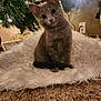 kitten, cat, gray_cat, christmas_tree, pinecone, tree_skirt, fairy_lights, ornament, fluffy, white_rug, carpet, indoor, pet, cute, big_eyes, fur, sitting, holiday, cozy, plug_socket