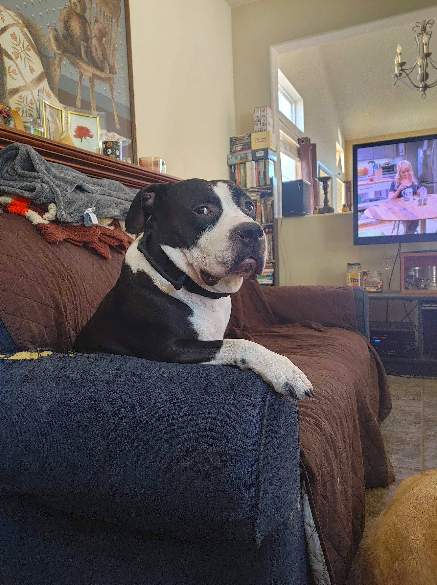 Diesel joined the competition — help win amazing prizes! cable_television, carnivore, chair, collar, comfort, companion_dog, couch, dog, dog_breed, flooring, hardwood, living_room, picture_frame, room, snout, sporting_group, television, window, wood, working_animal