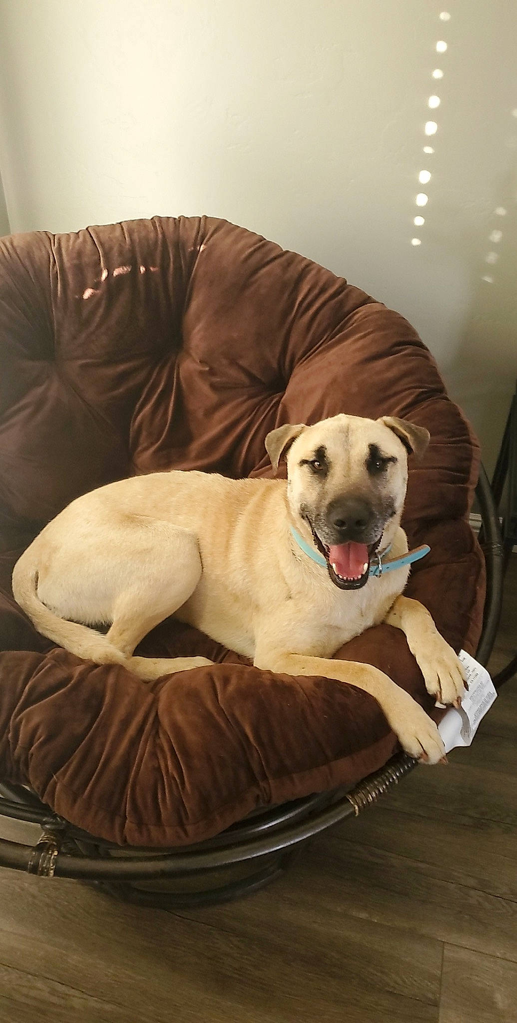 Siggy joined the competition — help win amazing prizes! anatolian_shepherd_dog, canidae, carnivore, comfort, companion_dog, dog, dog_bed, dog_breed, fawn, furniture, labrador_retriever, sporting_group