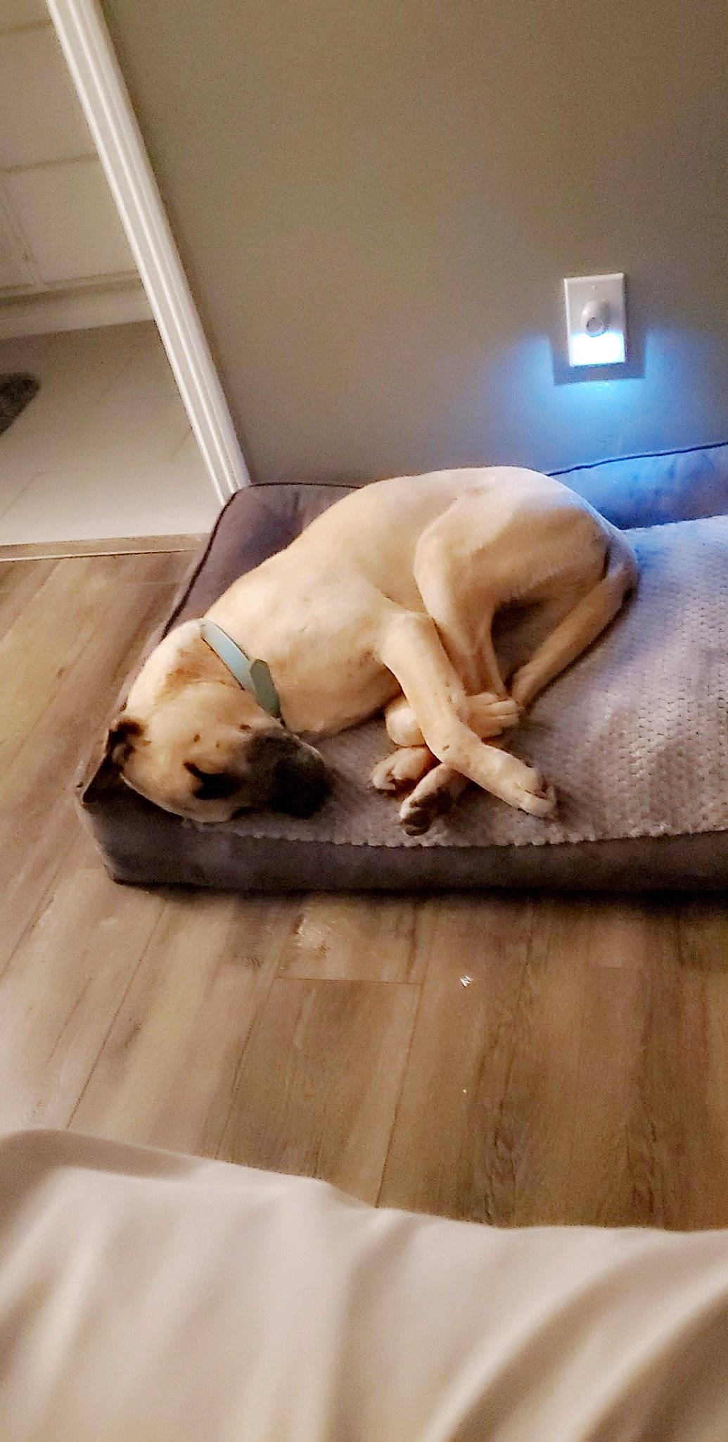 Siggy is registered to the contest to win money with this photo: canidae, carnivore, companion_dog, dog, dog_breed, fawn, floor, labrador_retriever, nap, non_sporting_group, retriever, sporting_group