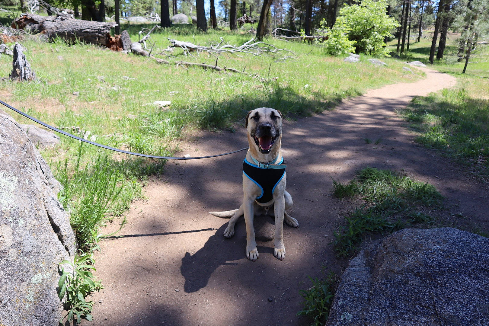 Siggy is registered to the contest to win money with this photo: canidae, carnivore, dog, dog_breed, dog_walking, fawn, leash, sporting_group, tree