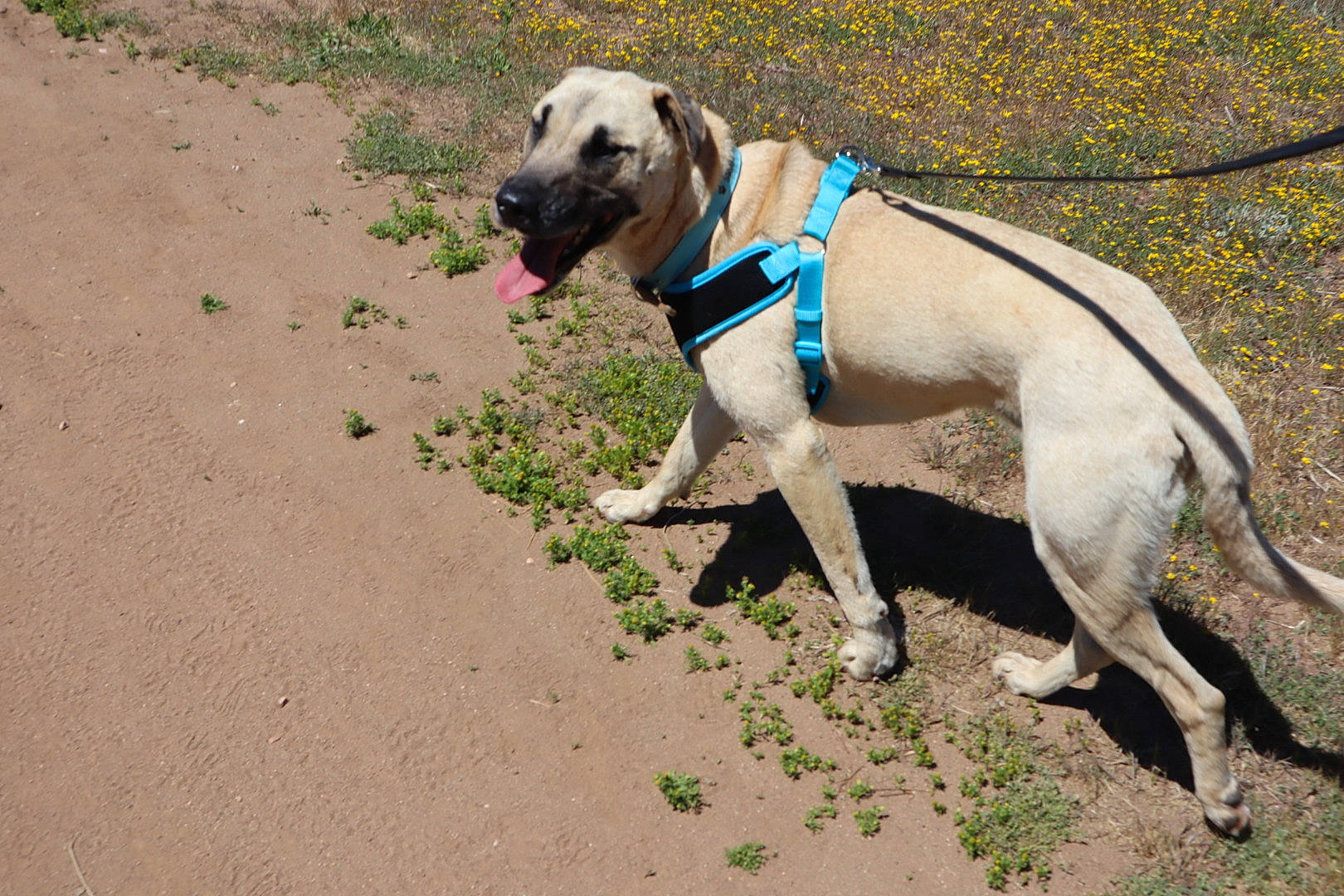 Siggy is registered to the contest to win money with this photo: canidae, carnivore, dog, dog_breed, english_mastiff, fawn, leash, mammal, snout, sporting_group, vertebrate