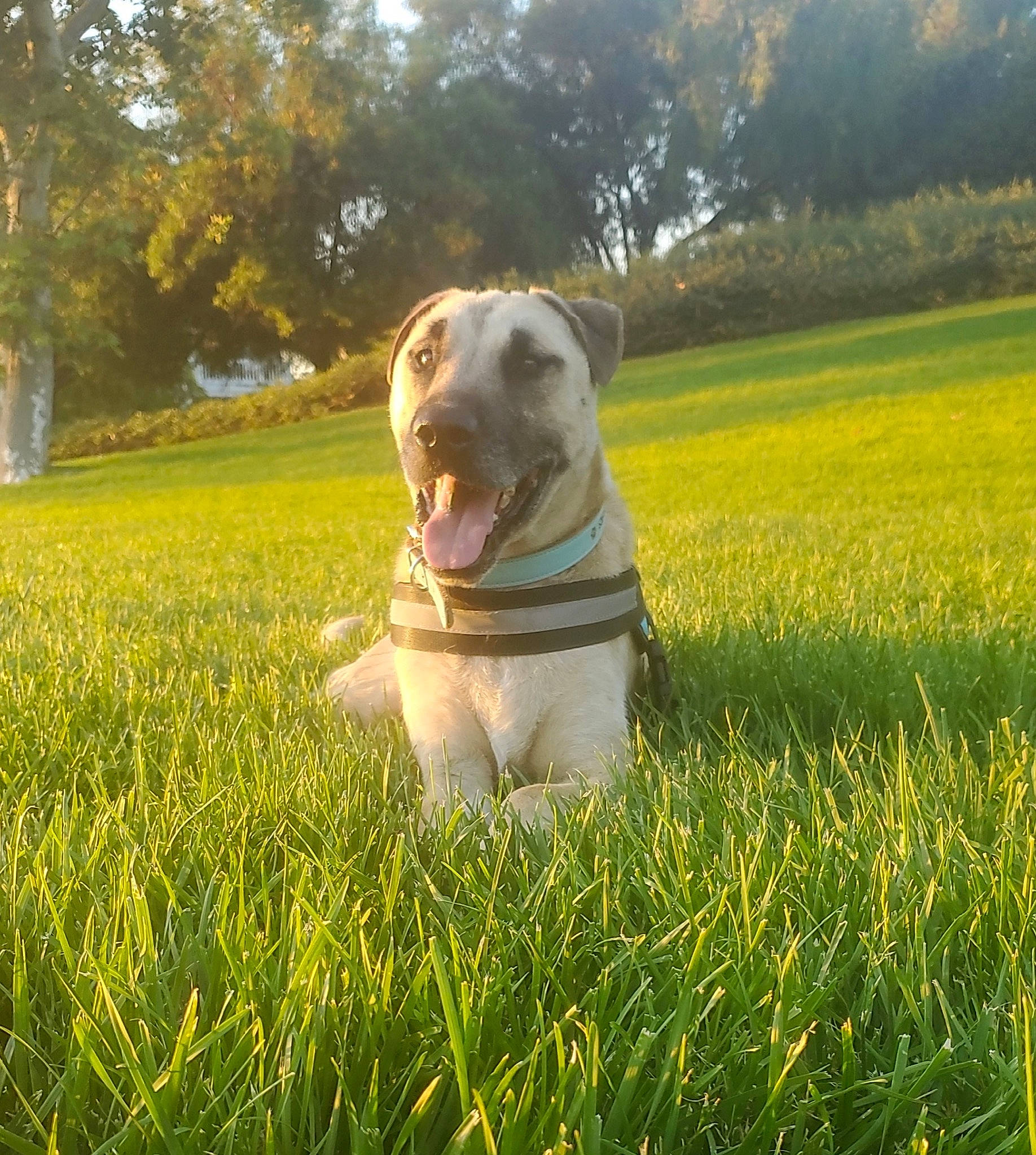 Siggy joined the competition — help win amazing prizes! american_pit_bull_terrier, american_staffordshire_terrier, canidae, carnivore, companion_dog, dog, dog_breed, fawn, field, grass, grass_family, grassland, meadow, paddy_field, pasture, people_in_nature, plant, sporting_group, sunlight