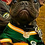 Rip joined the competition — help win amazing prizes! black_and_tan, close_up, collar, cute, dog, dog_tag, ears, eyes, face, french_bulldog, gloves, green_bay_packers, holding, jersey, nfl, outdoor, person, pet, sports, yellow_gloves