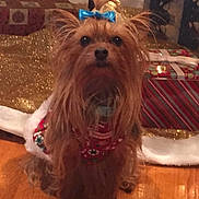 Nala joined the competition — help win amazing prizes! animal, bow, christmas, christmas_lights, christmas_tree, cute, decorations, dog, festive, fur, gift_wrap, holiday_decor, indoor, pet, presents, red_sweater, seasonal, small_dog, wood_floor, yorkshire_terrier