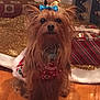 animal, bow, christmas, christmas_lights, christmas_tree, cute, decorations, dog, festive, fur, gift_wrap, holiday_decor, indoor, pet, presents, red_sweater, seasonal, small_dog, wood_floor, yorkshire_terrier