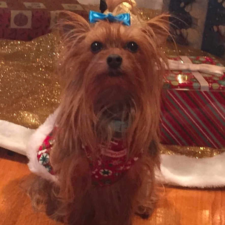 Nala joined the competition — help win amazing prizes! animal, bow, christmas, christmas_lights, christmas_tree, cute, decorations, dog, festive, fur, gift_wrap, holiday_decor, indoor, pet, presents, red_sweater, seasonal, small_dog, wood_floor, yorkshire_terrier
