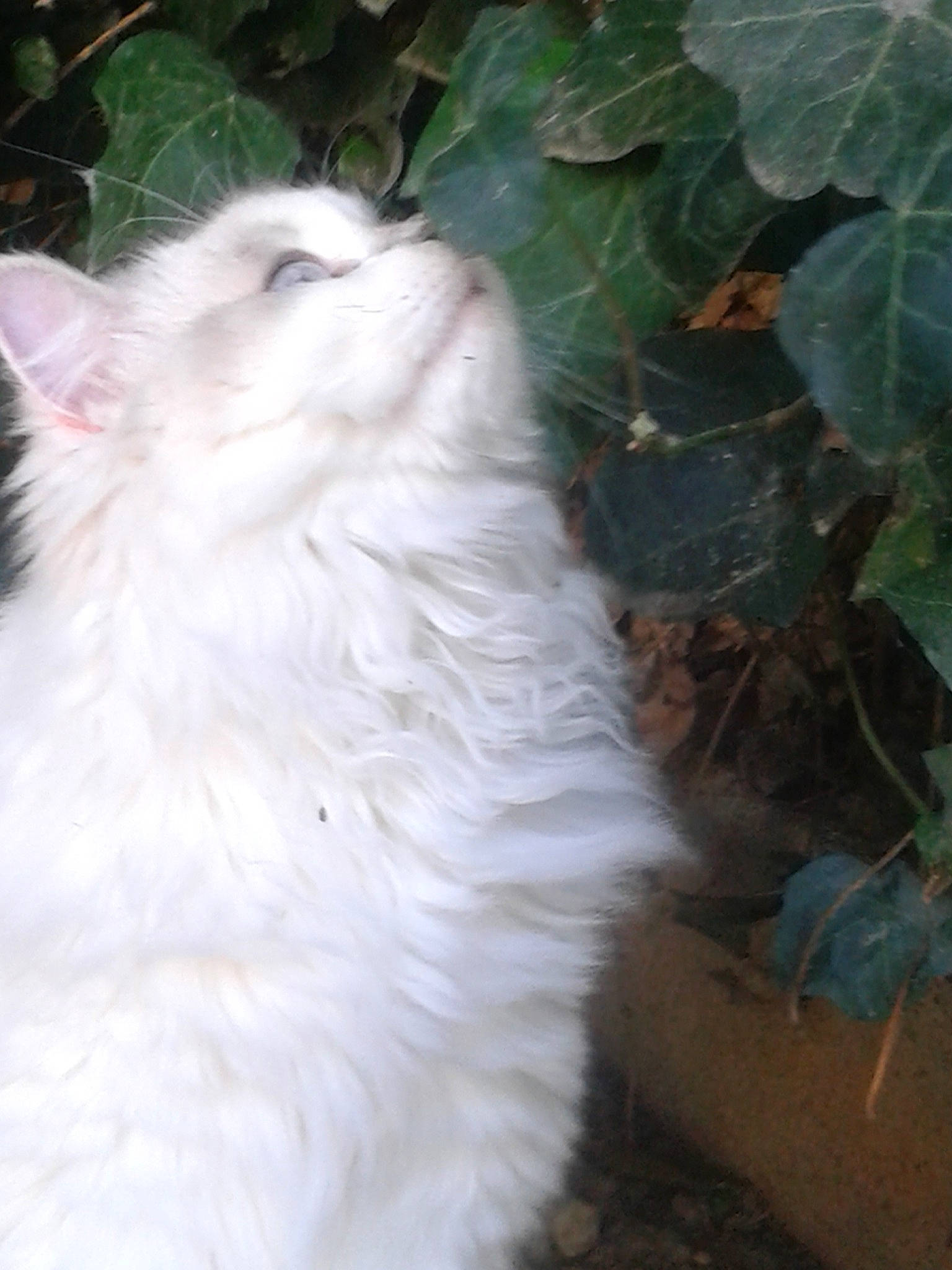 Jelena  a rejoint le concours — aidez-le/la à gagner de superbes lots ! british_semi_longhair, carnivore, cat, domestic_long_haired_cat, felidae, fur, norwegian_forest_cat, persian, ragdoll, small_to_medium_sized_cats, tail, turkish_angora, turkish_van, whiskers, white