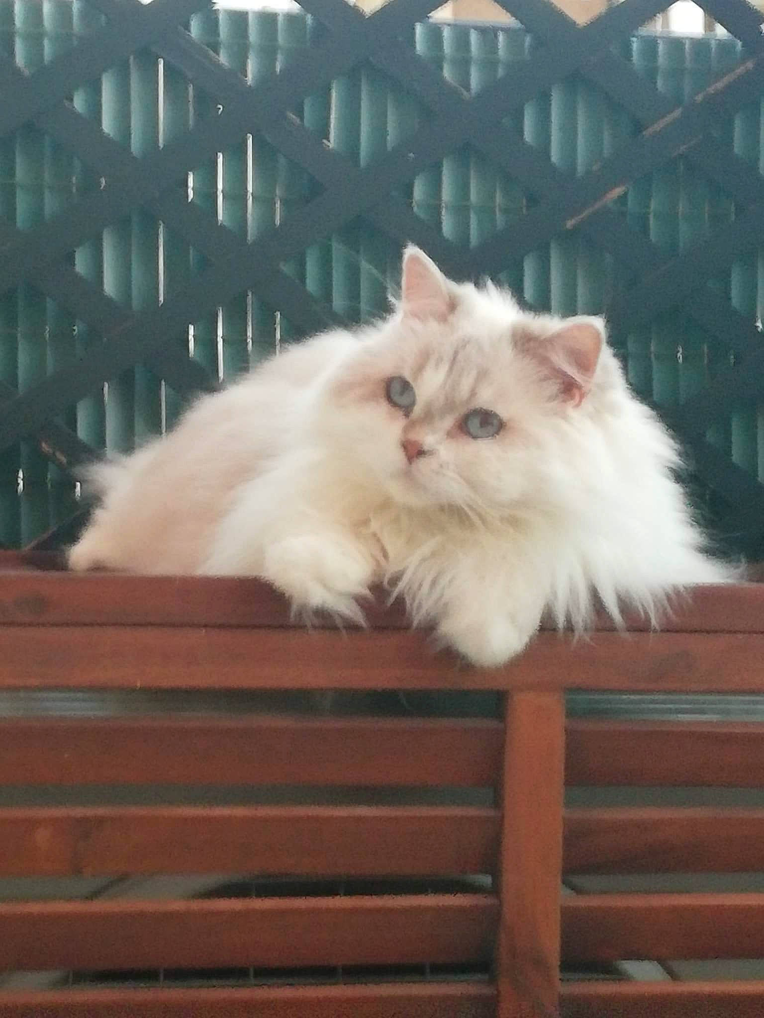 Jelena  a rejoint le concours — aidez-le/la à gagner de superbes lots ! american_curl, asian_semi_longhair, british_longhair, british_semi_longhair, carnivore, cat, domestic_long_haired_cat, fawn, felidae, mammal, napoleon_cat, norwegian_forest_cat, persian, ragamuffin, ragdoll, small_to_medium_sized_cats, turkish_angora, turkish_van, vertebrate, whiskers