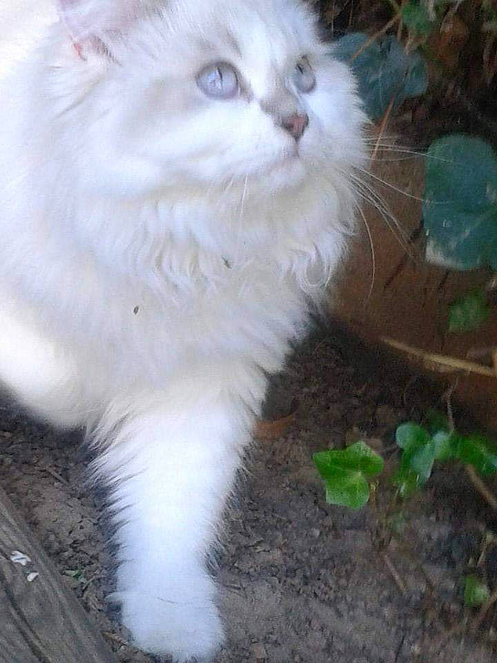 Jelena  a rejoint le concours — aidez-le/la à gagner de superbes lots ! asian_semi_longhair, british_longhair, british_semi_longhair, carnivore, cat, domestic_long_haired_cat, eye, felidae, fur, kitten, mammal, norwegian_forest_cat, persian, plant, ragamuffin, ragdoll, small_to_medium_sized_cats, turkish_angora, turkish_van, whiskers