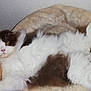 Oréo a rejoint le concours — aidez-le/la à gagner de superbes lots ! british_longhair, british_semi_longhair, carnivore, cat, cymric, domestic_long_haired_cat, fawn, felidae, fur, kitten, mammal, napoleon_cat, norwegian_forest_cat, polydactyl_cat, ragamuffin, ragdoll, selkirk_rex, small_to_medium_sized_cats, tail, whiskers