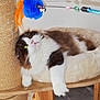 Oréo participe au concours pour gagner de l'argent avec cette photo : carnivore, cat, fawn, felidae, fur, kitten, norwegian_forest_cat, play, small_to_medium_sized_cats, tail, whiskers