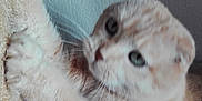 Caramel participe au concours pour gagner de l'argent avec cette photo : american_curl, asian, british_semi_longhair, burmilla, carnivore, cat, domestic_short_haired_cat, european_shorthair, fawn, felidae, german_rex, kitten, mammal, munchkin, nose, scottish_fold, small_to_medium_sized_cats, snout, vertebrate, whiskers