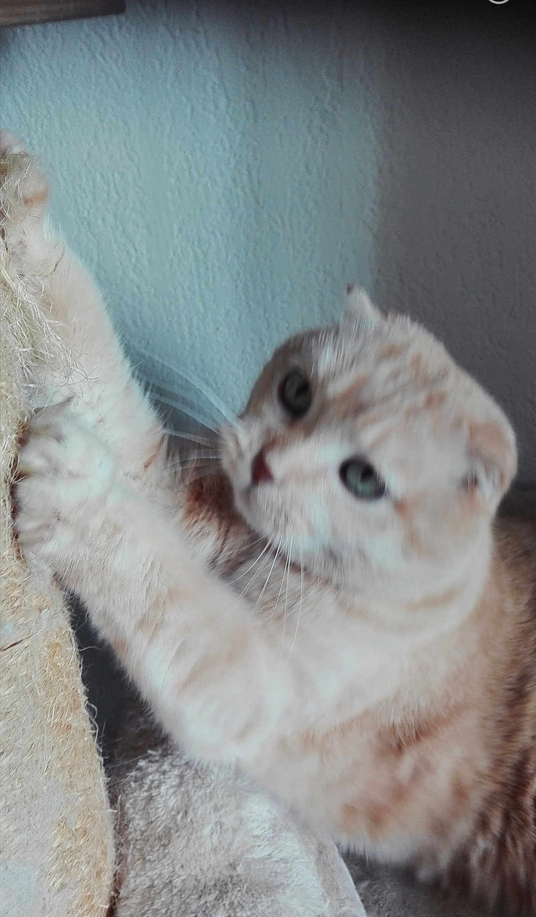 Caramel