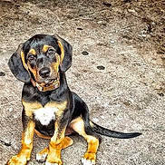Sunshine is registered to the contest to win money with this photo: dog, puppy, black_and_tan, sitting, concrete_floor, collar, pet, cute, animal, canine, young, ears, tail, paw, looking_up, outdoor, fur, domestic_animal, alert, adorable