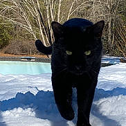 Binx joined the competition — help win amazing prizes! black_cat, snow, walking, green_eyes, whiskers, outdoor, winter, trees, birch_trees, shadow, close_up, feline, paws, backyard, pool, sunlit, nature, portrait, curious, trail