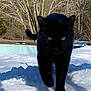 black_cat, snow, walking, green_eyes, whiskers, outdoor, winter, trees, birch_trees, shadow, close_up, feline, paws, backyard, pool, sunlit, nature, portrait, curious, trail
