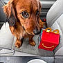 dog, brown_dog, small_dog, pet, car_interior, passenger_seat, happy_meal_box, fast_food, drink_cup, close_up, big_eyes, snout, paws, upholstery, center_console, guilty_look, portrait, cute, seat, companion