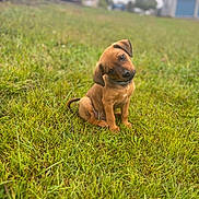Leo is registered to the contest to win money with this photo: adorable, animal, canine, collar, cute, daylight, dog, field, fur, grass, greenery, head_tilt, nature, outdoor, pet, playful, puppy, sitting, small, young