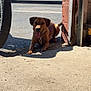 dog, brown_dog, tongue_out, playful, concrete_floor, sunlight, shadow, garage_door, red_brick_wall, blue_truck, vehicle, outdoor, pet, collar, leash, happy, animal, parking_lot, daytime, sidewalk