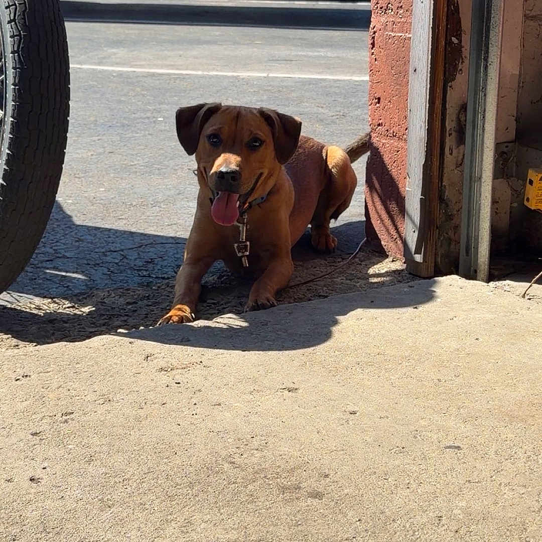 Leo is registered to the contest to win money with this photo: dog, brown_dog, tongue_out, playful, concrete_floor, sunlight, shadow, garage_door, red_brick_wall, blue_truck, vehicle, outdoor, pet, collar, leash, happy, animal, parking_lot, daytime, sidewalk