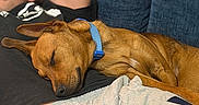 Leo joined the competition — help win amazing prizes! black_tshirt, blue_collar, blue_couch, brown_dog, casual_clothing, closeup, comfort, companion, couch, dog, gray_sweatpants, home, indoor, leisure, man, nap, pet, relaxing, resting, sleeping