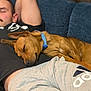 Leo joined the competition — help win amazing prizes! dog, sleeping, man, couch, blue_couch, relaxing, nap, indoor, casual_clothing, black_tshirt, gray_sweatpants, blue_collar, pet, companion, resting, brown_dog, comfort, home, leisure, closeup