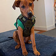 Leo joined the competition — help win amazing prizes! dog, puppy, green_harness, pet, indoor, furniture, ottoman, curious, brown_dog, canine, young_dog, sitting, head_tilt, floor, blanket, cozy, domestic, companion, cute, alert