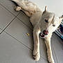Blue a rejoint le concours — aidez-le/la à gagner de superbes lots ! dog, husky, white_dog, blue_eyes, indoor, floor, tile_floor, pet, animal, canine, lying_down, looking_up, open_mouth, paw, fur, domestic_animal, companion, household, resting, alert