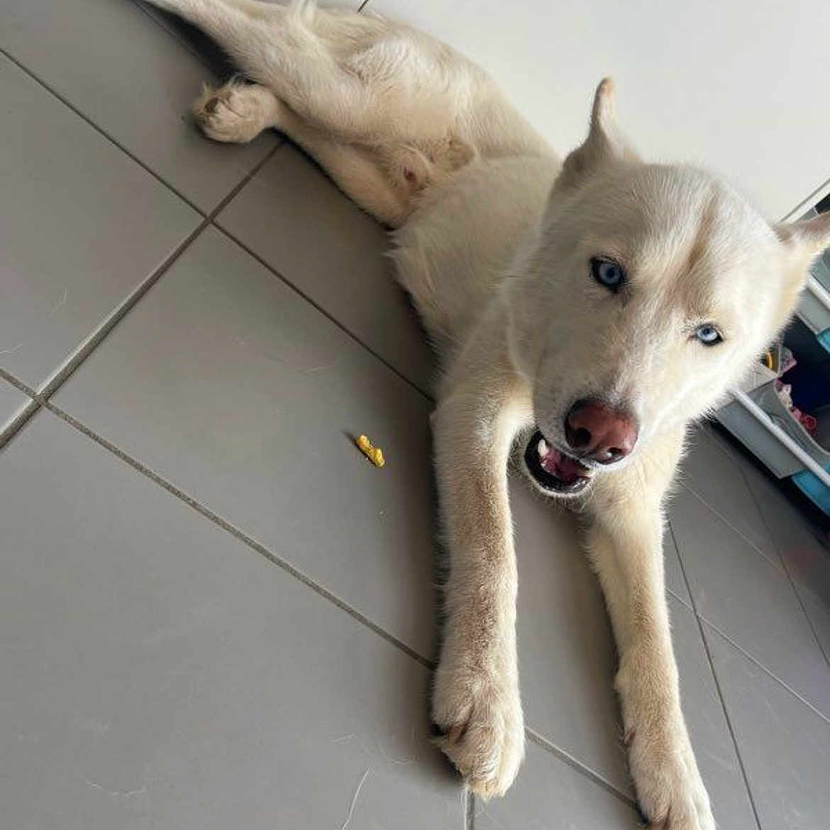 Blue a rejoint le concours — aidez-le/la à gagner de superbes lots ! alert, animal, blue_eyes, canine, companion, dog, domestic_animal, floor, fur, household, husky, indoor, looking_up, lying_down, open_mouth, paw, pet, resting, tile_floor, white_dog