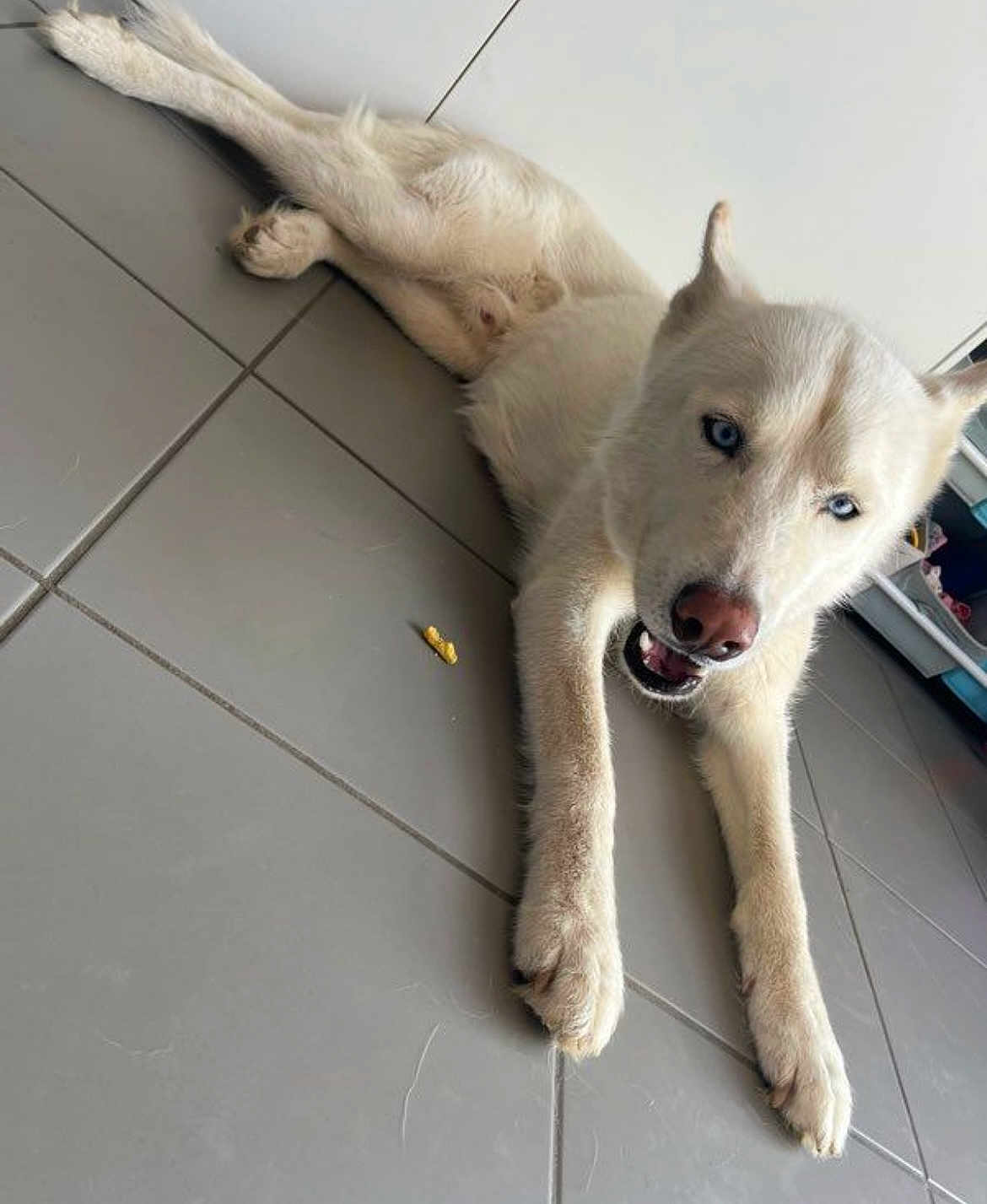 Blue a rejoint le concours — aidez-le/la à gagner de superbes lots ! dog, husky, white_dog, blue_eyes, indoor, floor, tile_floor, pet, animal, canine, lying_down, looking_up, open_mouth, paw, fur, domestic_animal, companion, household, resting, alert