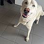 Blue a rejoint le concours — aidez-le/la à gagner de superbes lots ! dog, white_dog, blue_eyes, smiling, indoor, tile_floor, pet, canine, happy, looking_up, fur, animal, domestic_animal, mammal, collar, companion, friendly, playful, close_up, standing