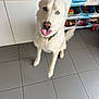 dog, white_dog, blue_eyes, tongue_out, sitting, floor, tiles, indoor, toys, storage_bins, playroom, pet, cute, fur, collar, canine, animal, household, cheeky, looking_up