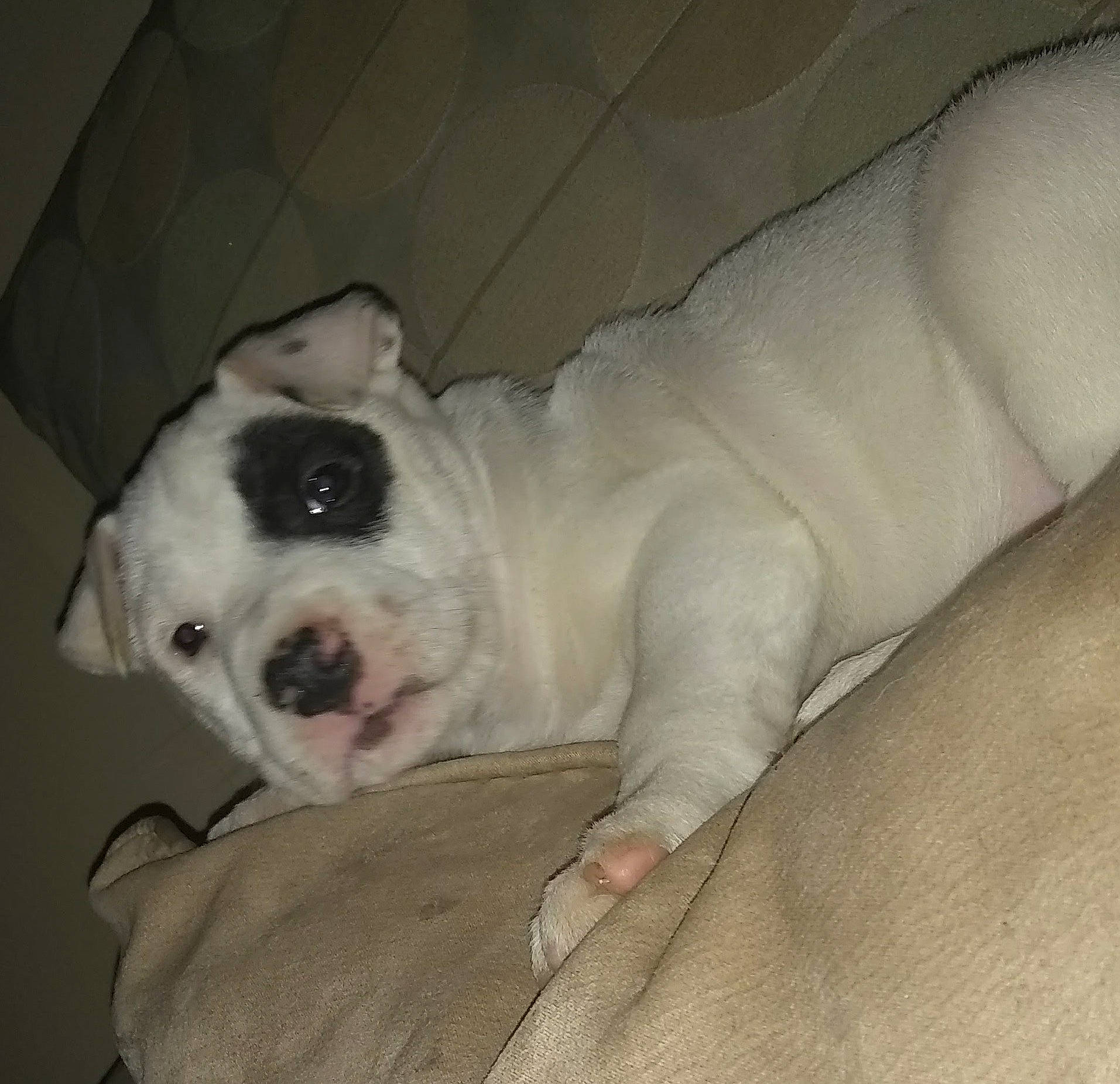 Babies joined the competition — help win amazing prizes! canidae, carnivore, collar, comfort, companion_dog, couch, dog, dog_breed, ear, fawn, fur, grey, head, jaw, snout, sporting_group, terrestrial_animal, whiskers, working_animal, wrinkle