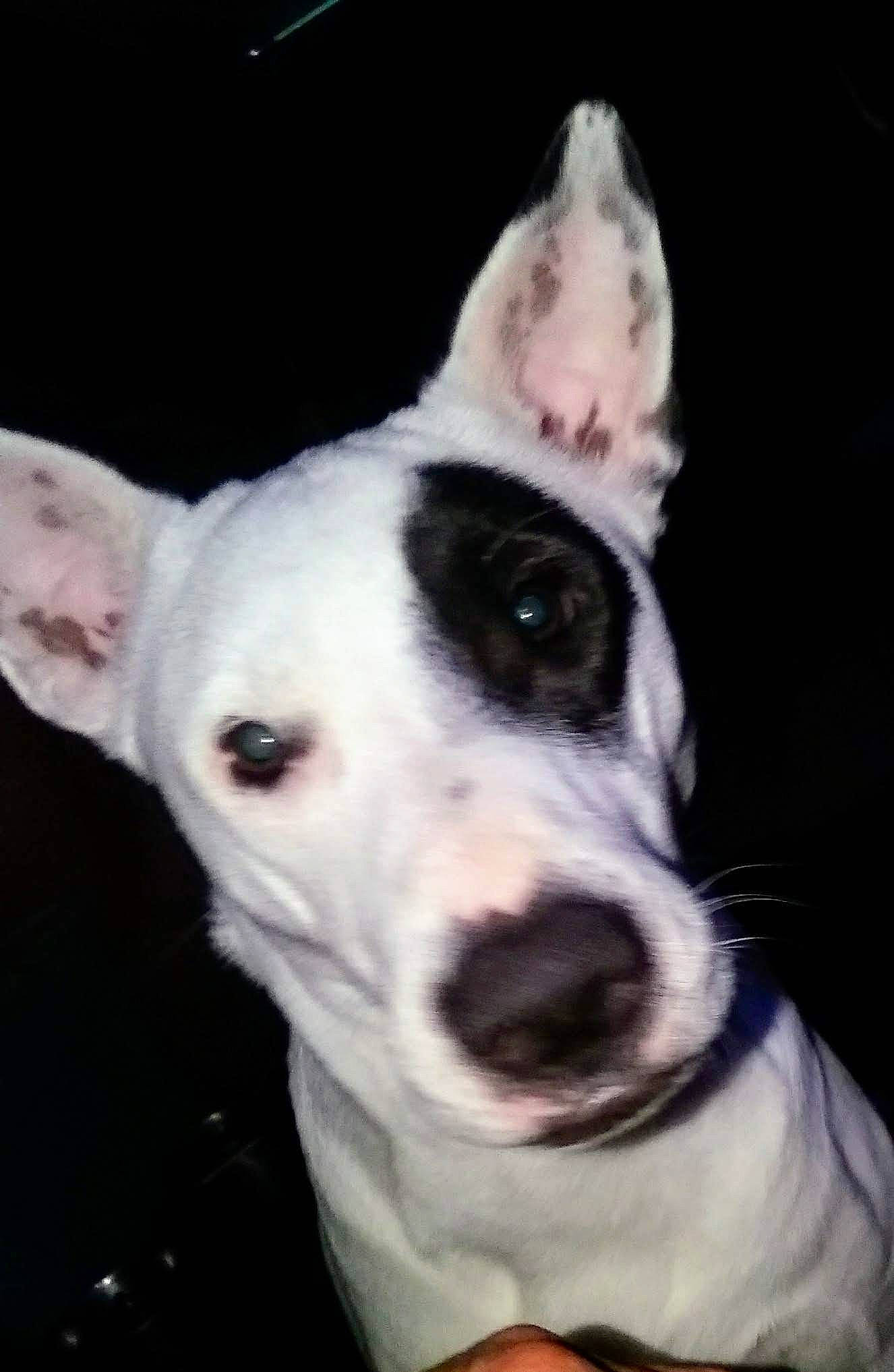 Babies joined the competition — help win amazing prizes! canidae, carnivore, collar, companion_dog, dog, dog_breed, dog_collar, ear, monochrome_photography, non_sporting_group, sighthound, snout, sporting_group, terrestrial_animal, terrier, whiskers, working_animal