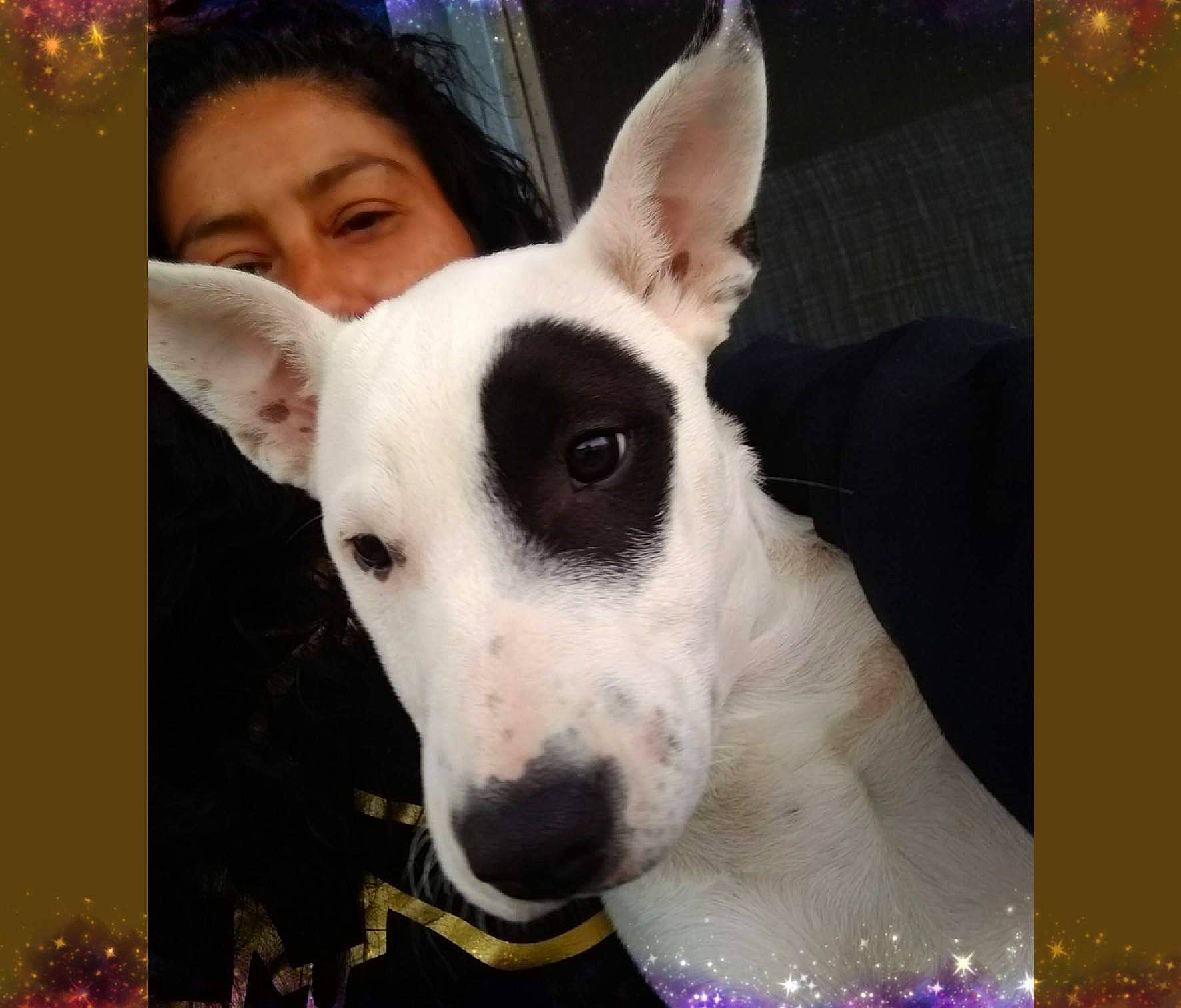 Babies is registered to the contest to win money with this photo: canidae, carnivore, collar, companion_dog, dog, dog_breed, door, ear, fawn, happy, photo_caption, photograph, rectangle, snapshot, snout, sporting_group, square, terrestrial_animal, whiskers, working_animal