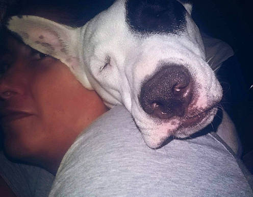 Babies is registered to the contest to win money with this photo: bored, canidae, carnivore, comfort, companion_dog, dog, dog_breed, ear, eye, fawn, fur, jaw, no_expression, puppy_love, snout, sporting_group, terrestrial_animal, vertebrate, whiskers, working_animal