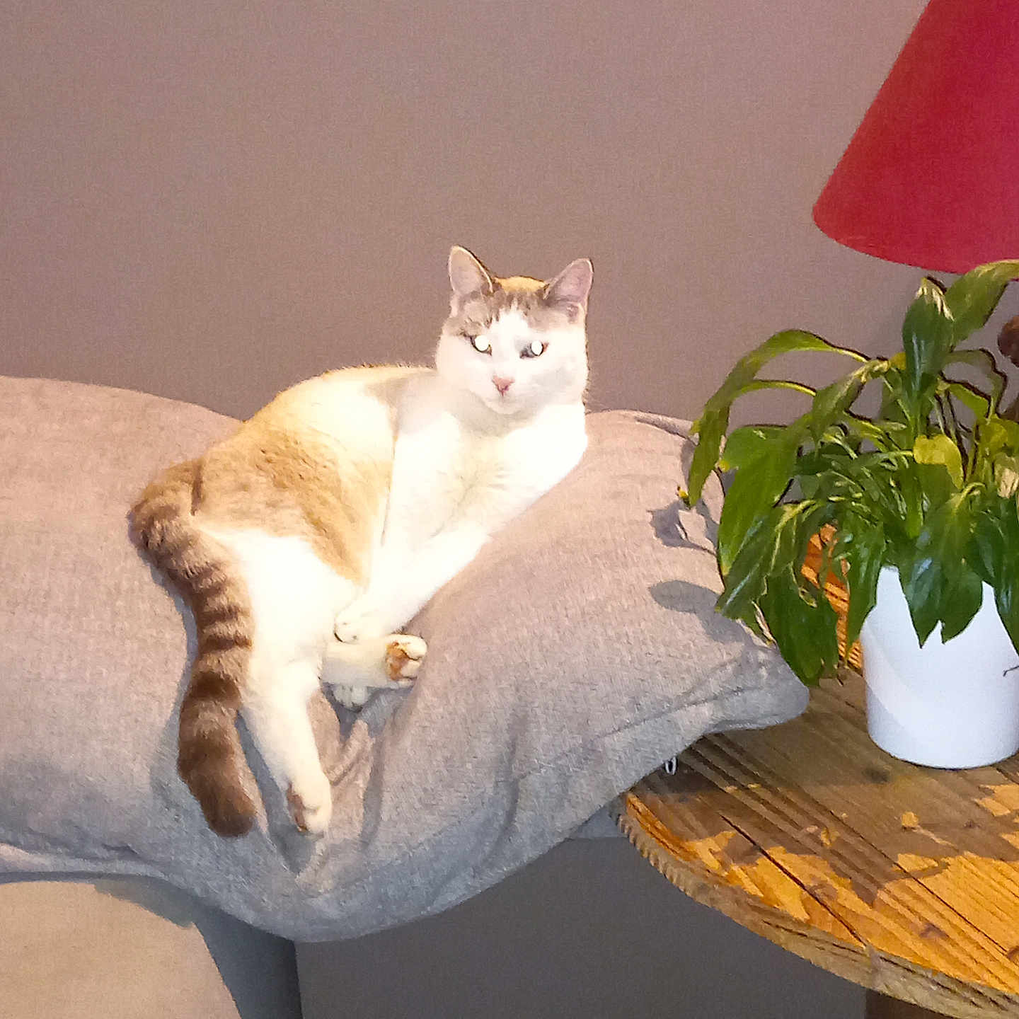 Pomerol a rejoint le concours — aidez-le/la à gagner de superbes lots ! cat, chair, cozy, curious, cushion, domestic, feline, fur, home, indoor, lamp, paws, pet, plant, red_lamp, relaxed, resting, table, white_pot, wooden_table