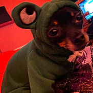 Marnie is registered to the contest to win money with this photo: dog, hoodie, costume, pet, indoors, blanket, cozy, orange_background, small_dog, cute, animal_clothing, puppy, face, warm_lighting, fabric, sitting, expression, toy_eyes, closeup, portrait