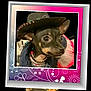 Marnie joined the competition — help win amazing prizes! dog, small_dog, costume, hat, cowboy_hat, necklace, pearl_necklace, clothing, portrait, pet, indoor, decorative_frame, colorful, black_dog, brown_markings, cute, animal, accessory, fashion, festive